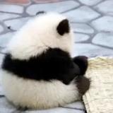 科迈罗87048256头像