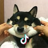 綝头像