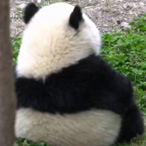 土豆奶昔V头像