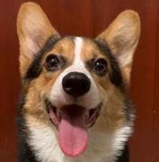 泰达米尔的个人资料头像