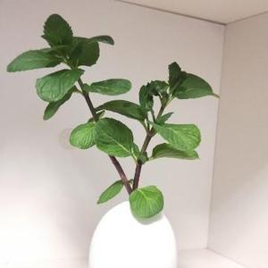 岁月留香头像