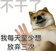 科叼的个人资料头像