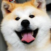 WeiCc的个人资料头像