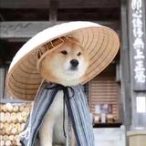 洛阳126头像
