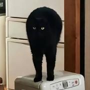 An392的个人资料头像