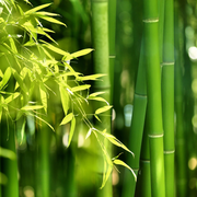 果子树的个人资料头像