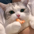 小崽汁🤪头像