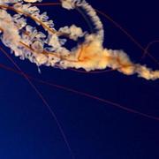 libayiv的个人资料头像