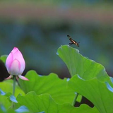 幸福全家142头像