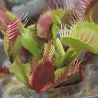 友爱远山TD头像