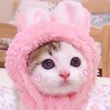 机器猫不是猫739头像