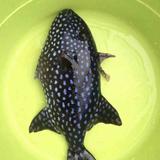 胖小胖8头像