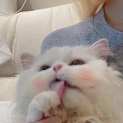 nanaCookie的个人资料头像