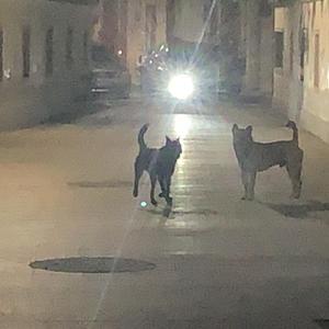 爱意开满窗台头像