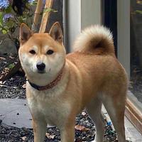 二大爷富贵花开头像