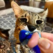 屑老板的个人资料头像