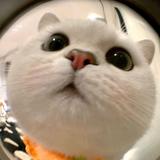 〰️米团子🍙头像