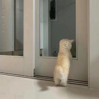 憨憨的小快乐头像