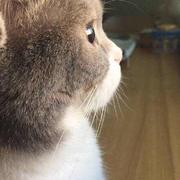 百无一用的程序员的个人资料头像