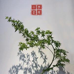 小蛮煎碟头像