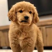 聂晓展的个人资料头像