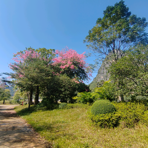 繁花似锦头像