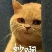 茶茶免免的个人资料头像