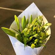 Alison_zll的个人资料头像