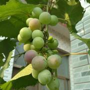 只因你太美007的个人资料头像