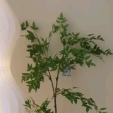 青栀优选头像
