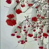 家在东北头像