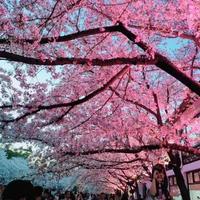 豁达风铃Z37头像