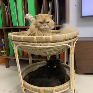 穿木屐的猫头像