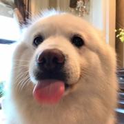浪剑式的个人资料头像
