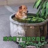 穿云箭X头像