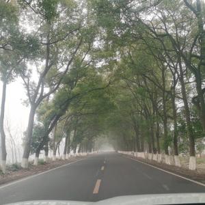 华大古天乐头像