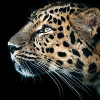 唯朕天下421头像