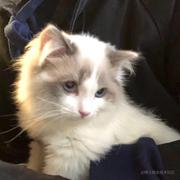 我的痴情梦的个人资料头像