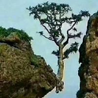 运筹帷幄艺术家678头像