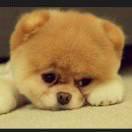 麦子本尊90534的个人资料头像