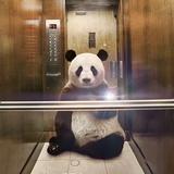 皖北彭于晏001头像