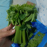 树仔菜兴泉农业头像