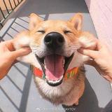 呆桃桃家头像