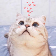 木棉花的个人资料头像