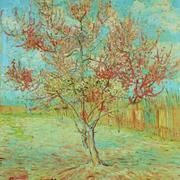 红茶549的个人资料头像