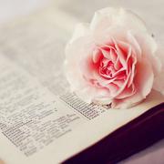 日出时有你的个人资料头像