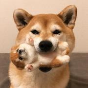 cv工程师_的个人资料头像