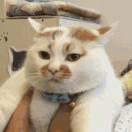 平崽崽的个人资料头像