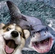 萧瑟仙贝的个人资料头像