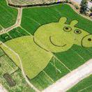 小狮仔的个人资料头像